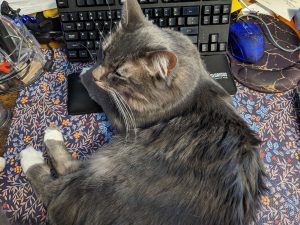 A beautiful gray cat relaxing by a laptop.