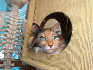 A long-haired calico cat with green eyes peeks from a round opening in a box. 