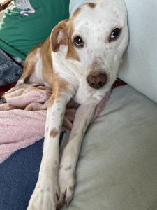 A sleepy dog leaning against a pillow. The dog is white with light brown spots. One ear is light brown. The other ear is hidden in the pillow. Tilly has big brown eyes.