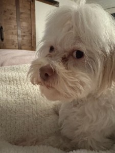 A white fluffy dog with dark eyes and a brown button nose.