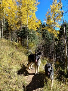 A photo of two large black and tan dogs posing on a hillside in front of yellow-leaved trees and a bright blue sky in the background. The dogs look playful and fun!
