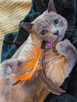 An adorable gray cat named Ripley, playing with a feathered toy.