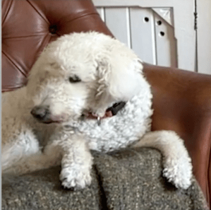 A fuzzy white dog lounging on a blanket in a leather chair. I would like to give this dog a yummy treat.