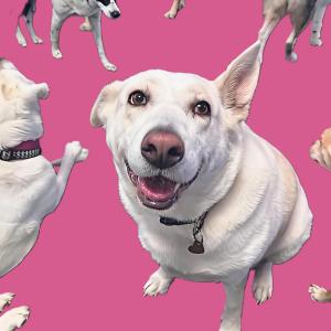 A very cool white dog with brown eyes. One ear is cocked up. She looks like she is happy and she loves you.