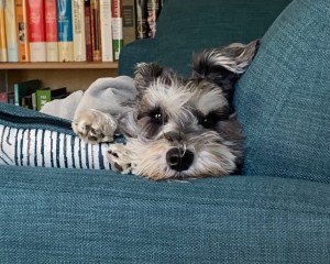 A black-and-silver mini schnauzer rests his chin on the armrest of a blue couch and looks at the camera 