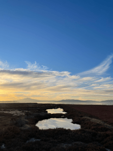 A landscape taken near sunset at Point Pinole, at the shore of the San Francisco Bay. Streaky gold clouds reflect off a still pool of water in the center of the frame, in the middle of a tidal marsh.