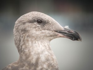 A profile portrait of a juvenile glaucous-winged gull, taken in Vancouver, British Columbia. This is a closeup detailed shot with a blurred background. You can see the reflection of the sky in the gull’s shiny brown eye, and there is a small tuft of down sticking straight up from the top of its scuffed pink and black beak. The soft feathers of its head and shoulders are mottled white and warm gray-brown.