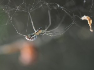 An orchard orbweaver spider hangs upside down from her lacey canopy-like web as she builds it. She has green legs, a yellow cephalothorax and a stripey abdomen. The depth of field is narrow, with a soft foreground and background. All spiders are good, and this one is also elegant and colorful. The photo was taken in Willits, California.