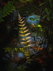 A colorful fern-like frond of leaves grows out of the still, dark swamp water of Six Mile Slough in Florida. The surroundings are a shady swamp with abundant foliage. It feels lush there.