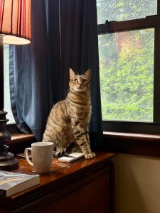 Tabby cat sitting upright on a dresser looking up. There is a window to the right, showing greenery and to the left is a lamp, coffee cup and part of a book.