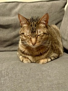 Close up of a tabby cat sleeping on a gray couch. Eyes closed, she is on her belly with front paws tucked under her chest.