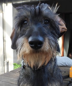 Close up of an adorable brown and black wire haired dachshund’s face. One ear is tucked back. 