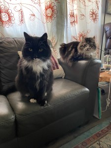 A photo of Naseem’s two cats on a leather-looking couch. Astra, a black-and-white tuxedo, is in the foreground, standing on all four paws and staring off center. Luna, a brown tabby, loafs on the couch arm, staring more directly at the shot.