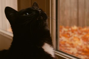 A close portrait of Bunny, a black cat with a white spot on her chest and green eyes, looking upwards into the distance with a somewhat goofy expression on her face. She is sitting in front of a glass door, through which can be seen blurred orange and yellow autumn leaves in the distance.
