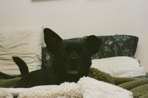 A film photo of Kay’s dog Paul, a little black chihuahua/pug mutt, sitting in bed. He’s sitting on a bunch of blankets and looking pensively towards the camera.
