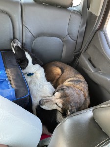 A photo of Naseem’s two medium-sized dogs in the back seat of a car. Wayra, a black-and-white border collie mix, has her nose pressed against the back of the seat, crammed up against a big lunchbox. Terra, a brown hound mix, is curled beside Wayra, with her head and snout resting on top of Wayra’s back like a pillow.

