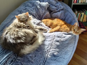 Two cats--one gray and white and voluminously fluffy, one shorthaired, orange, and slinky—look in mild annoyance at the camera while lounging in a sunbeam on a giant gray beanbag chair, like the biggest cat bed in history. Their expressions say, “Why are you disturbing our nap, human?”